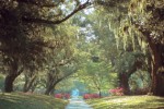 A Trip To Brookgreen Gardens