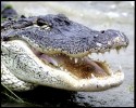 Come Experience Alligator Adventure in Myrtle Beach
