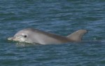 Dolphin Tours in Myrtle Beach