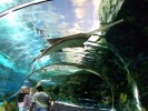 Spend a Day Exploring Ripley’s Aquarium