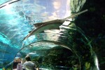 Family Friendly Attractions - Ripley’s Aquarium at Broadway At The Beach