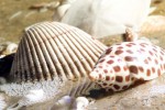 Some Great Tips to Find that perfect shell while visiting Myrtle Beach.