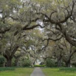 Brookgreen Gardens, Live Oak Allée.