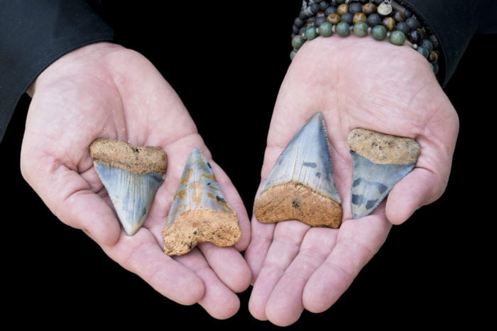 Fossilized shark teeth from Folly Beach