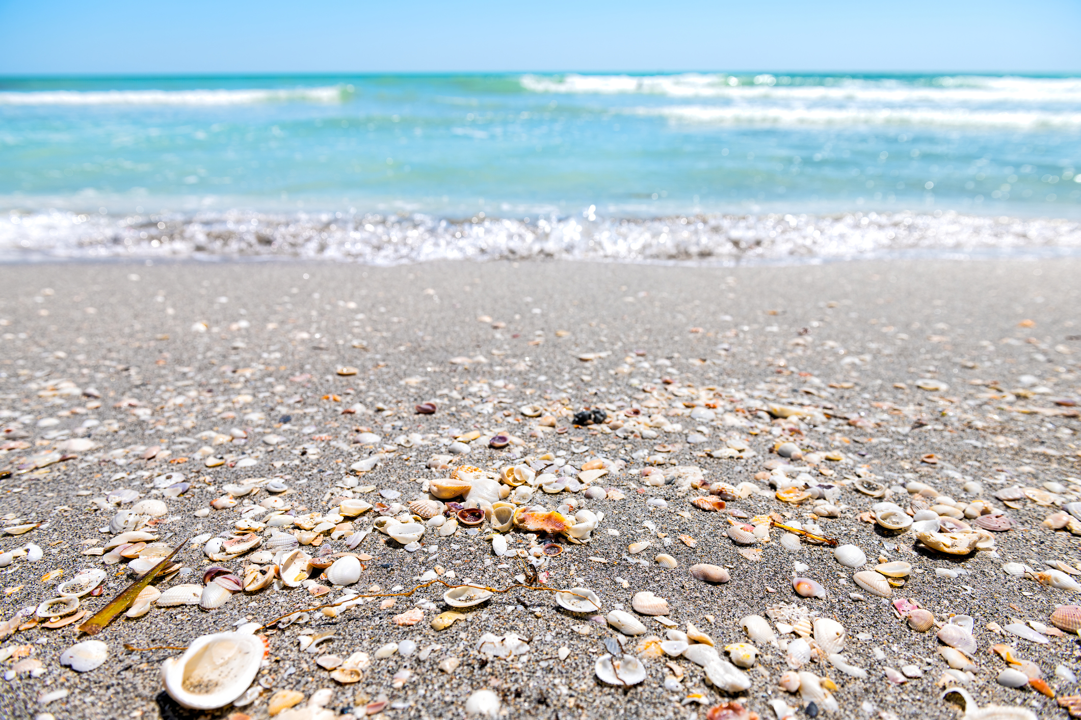 Seashells scattered along the coastline.
