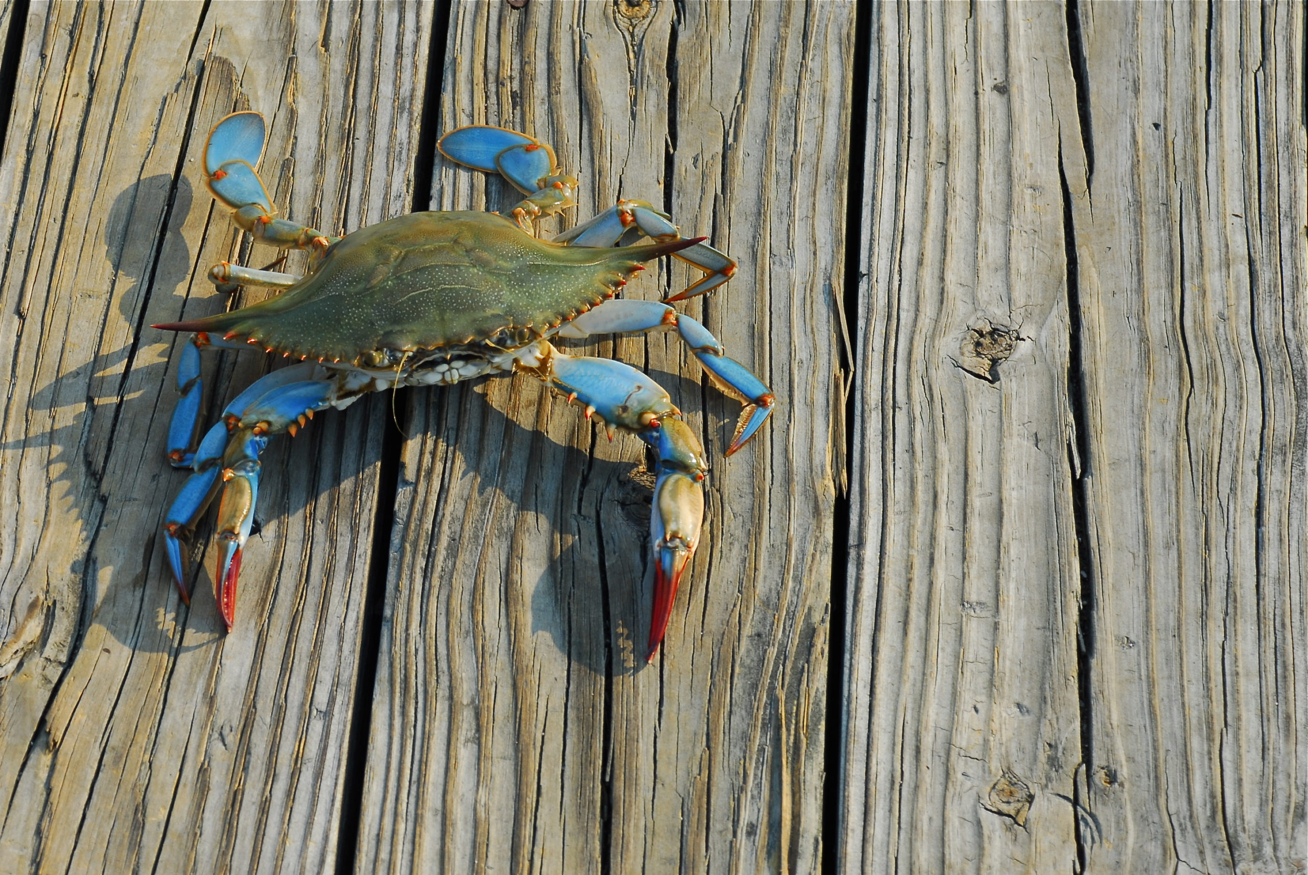 A blue crab.