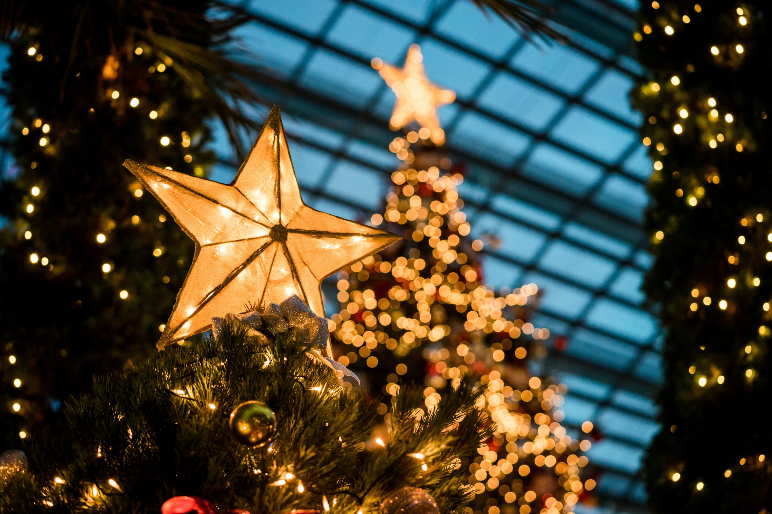 Christmas lights and stars on Christmas trees.