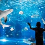 Ripley's Aquarium is a great rainy day activity in Myrtle Beach