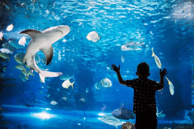 Ripley's Aquarium is a great rainy day activity in Myrtle Beach