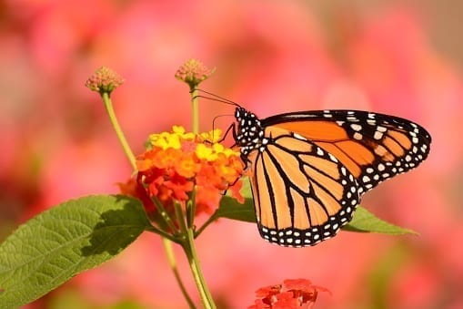 Butterfly resting on flower at Brookgreen Gardens